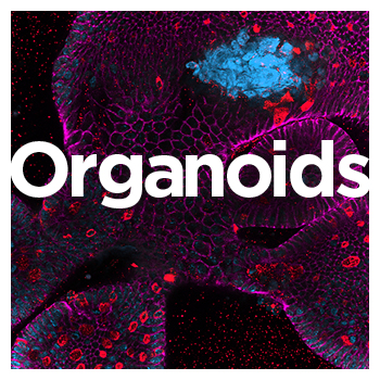 card header image